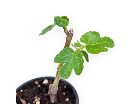 Pianta da lavorare di magnolia da 20 cm | Vaso in plastica tondo nero