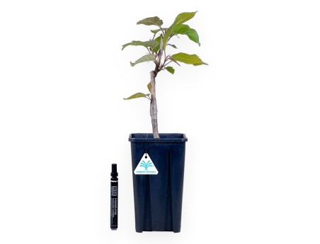 Working plant of Prunus of 45 cm | Square plastic pot