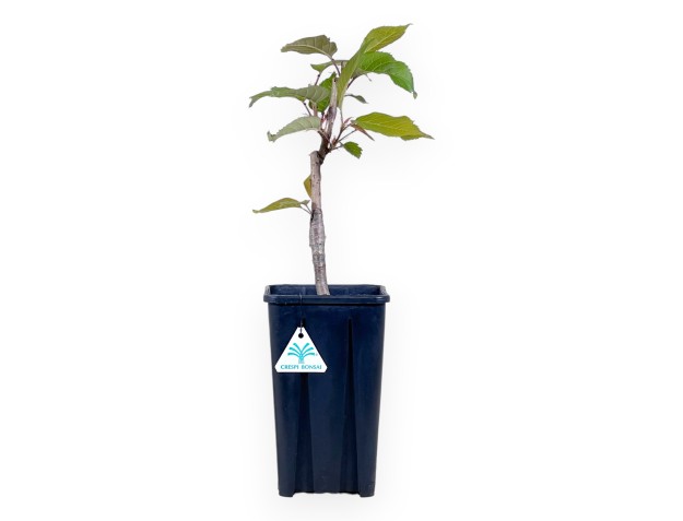 Pianta da lavorare di Prunus da 36 cm | Vaso quadrato in plastica
