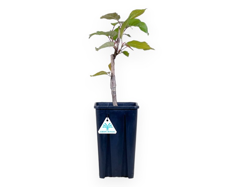 Working plant of Prunus of 45 cm | Square plastic pot