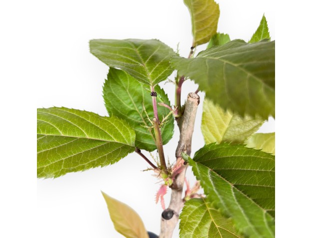 Pianta da lavorare di Prunus da 36 cm | Vaso quadrato in plastica 2