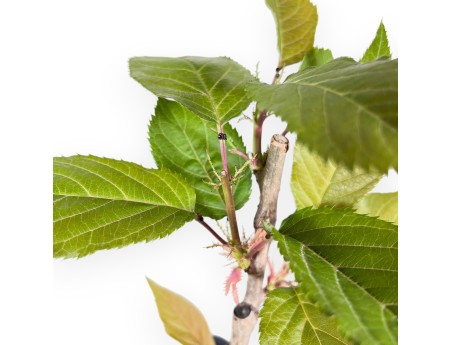 Working plant of Prunus of 45 cm | Square plastic pot