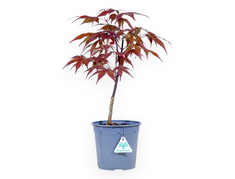 Maple work plant of 44 cm | Round plastic pot