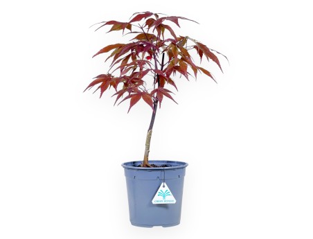 Maple work plant of 44 cm | Round plastic pot