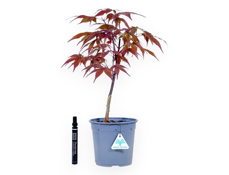 Pianta da lavorare di Acero, 44 cm | Vaso in plastica grigio