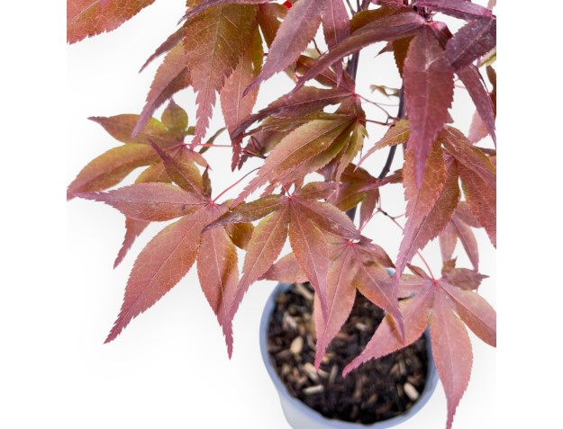 Plante à travailler de érable de 44 cm|Pot en plastique rond 2