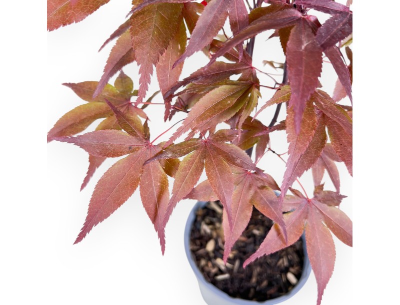Maple work plant of 44 cm | Round plastic pot