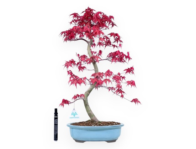 Maple bonsai 57 cm | Turquoise oval pot