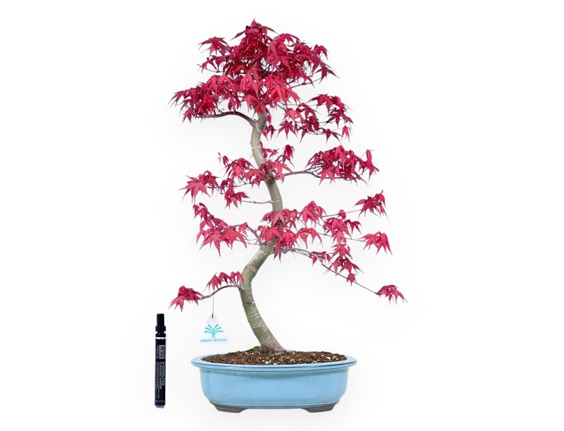 Bonsaï de Érable de 57 cm | Pot ovale turquoise