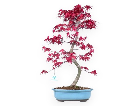 Bonsaï de Érable de 57 cm | Pot ovale turquoise
