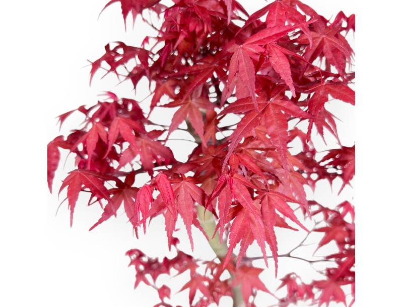 Bonsaï de Érable de 57 cm | Pot ovale turquoise