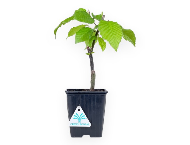 Pianta da lavorare di carpino da 27 cm | Vaso in plastica