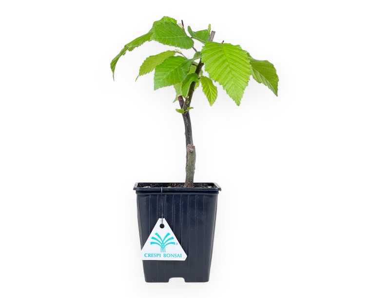 Working plant of Hornbeam of 27 cm | Plastic pot