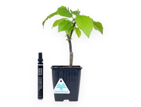 Plante à travailler de charme de27 cm | Pot en plastique