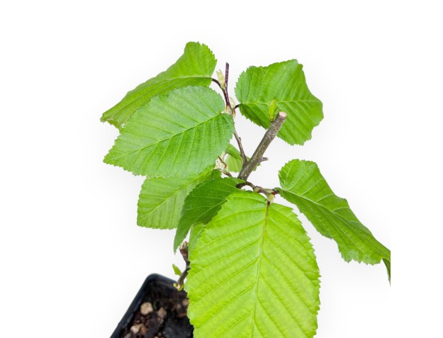 Working plant of Hornbeam of 27 cm | Plastic pot 2