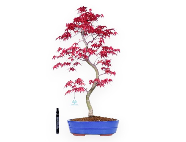 Bonsái de arce de 66 cm | Maceta oval azul claro