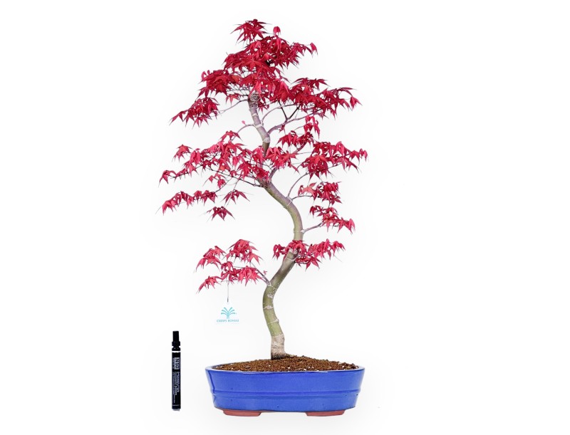 Bonsái de arce de 66 cm | Maceta oval azul claro