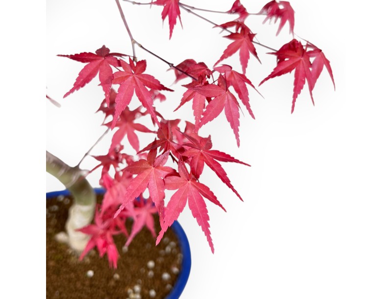 Bonsaï de Érable de 66 cm | Pot ovale bleu clair