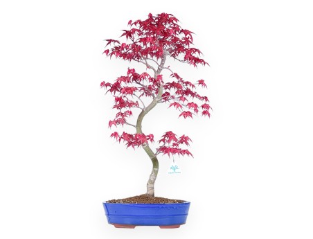 Ahorne Bonsai von 66 cm | Oval hellblau Topf