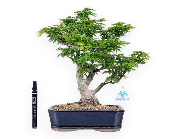 Bonsai di acero da 35 cm | Vaso rettangolare blu