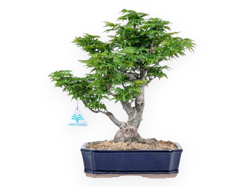 Bonsaï de érable de 35 cm | Pot rectangulaire bleu