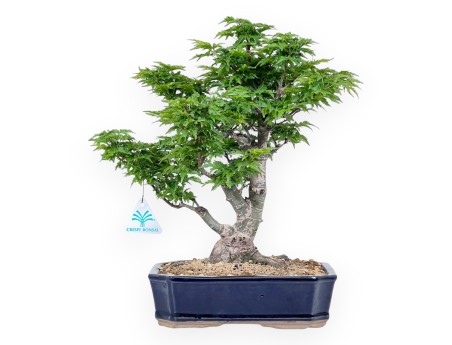 Maple bonsai of 39 cm | Rectangular blue pot