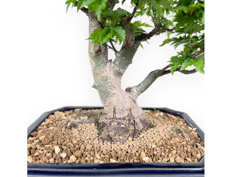 Bonsai van esdoorn van 35 cm | Rechthoekig blauw pot