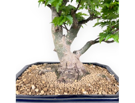 Maple bonsai of 39 cm | Rectangular blue pot