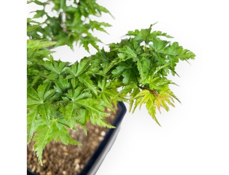 Maple bonsai of 39 cm | Rectangular blue pot
