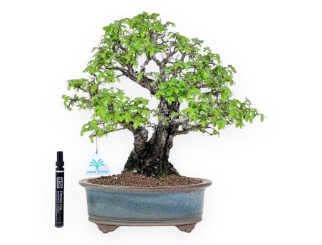 Bonsai von Ulme von 39 cm | Oval blau und bronze Topf