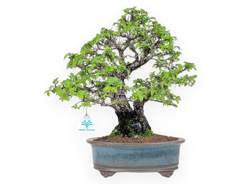 Bonsai of Elm of 39 cm | Blue and bronze oval pot