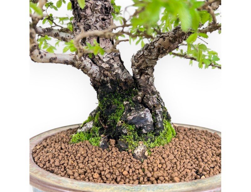 Bonsai di Olmo da 39 cm | Vaso ovale blu e bronzo