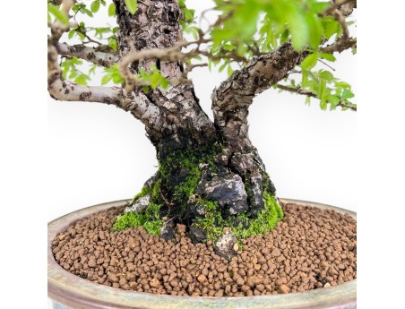 Bonsai of Elm of 39 cm | Blue and bronze oval pot