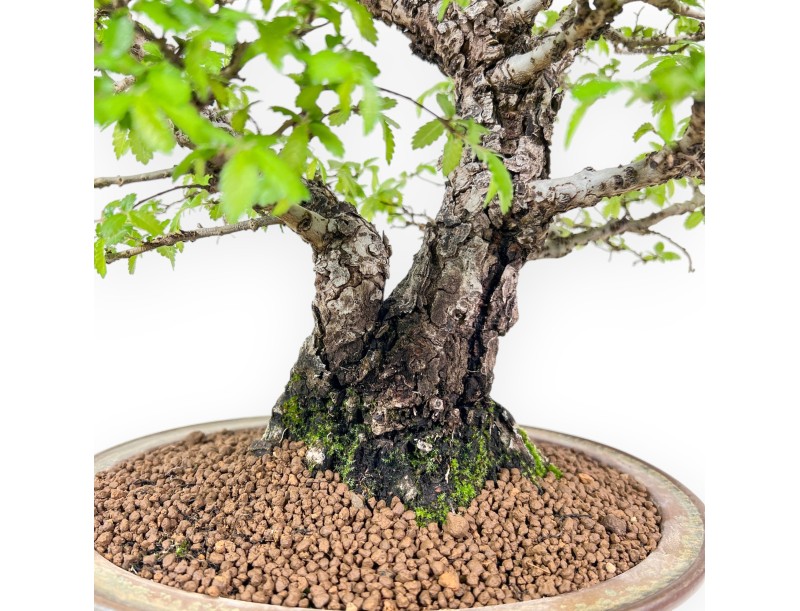 Bonsai of Elm of 39 cm | Blue and bronze oval pot