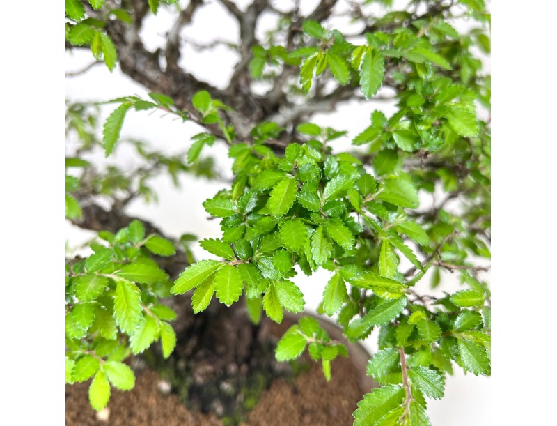 Bonsai di Olmo da 39 cm | Vaso ovale blu e bronzo