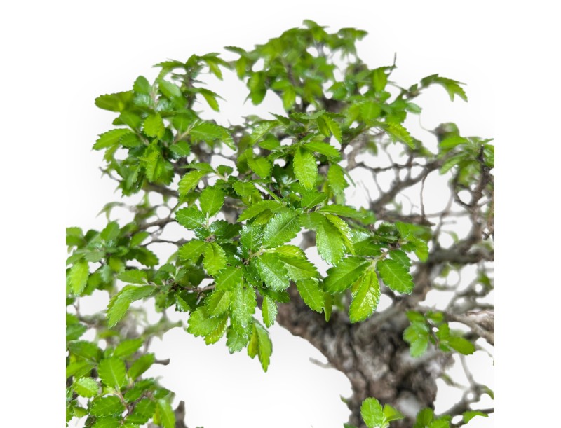 Bonsai di Olmo da 39 cm | Vaso ovale blu e bronzo