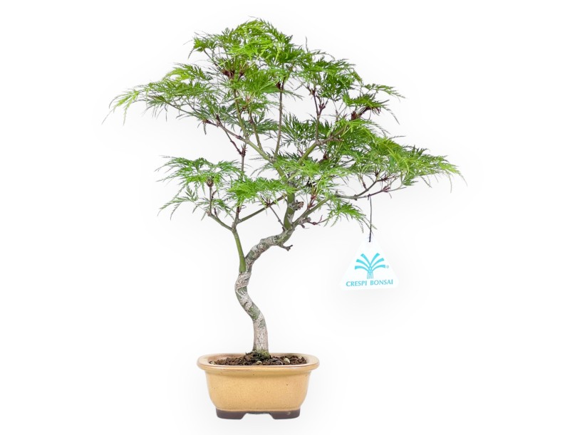 Bonsai von ahorn von 31 cm | Oval dunkel gelb Topf
