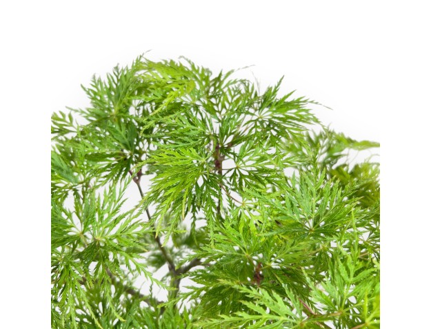 Bonsai of maple of 31 cm | Dark yellow oval pot 2