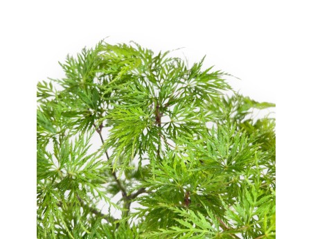 Bonsai von ahorn von 31 cm | Oval dunkel gelb Topf