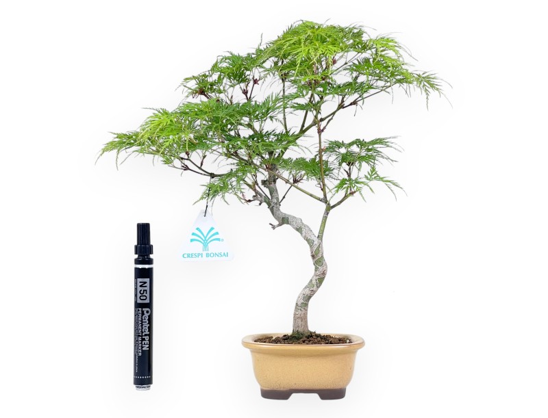 Bonsai of maple of 31 cm | Dark yellow oval pot