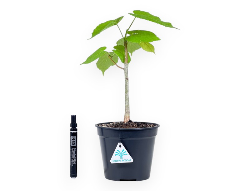 Arbeitspflanze Tilia von 35 cm| Schwarz rund Kunststoff Topf