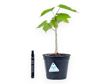 Arbeitspflanze Tilia von 35 cm| Schwarz rund Kunststoff Topf
