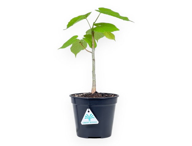 Werkplant van Tilia van 35 cm | Rond zwart plastic pot