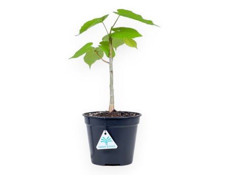 Arbeitspflanze Tilia von 35 cm| Schwarz rund Kunststoff Topf