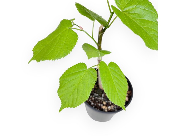 Werkplant van Tilia van 35 cm | Rond zwart plastic pot 2