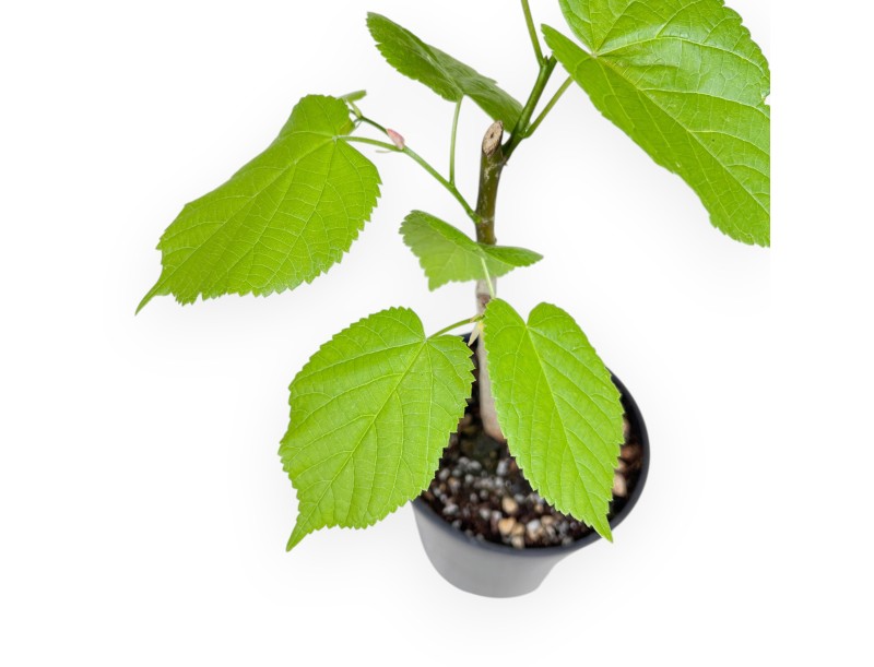 Arbeitspflanze Tilia von 35 cm| Schwarz rund Kunststoff Topf
