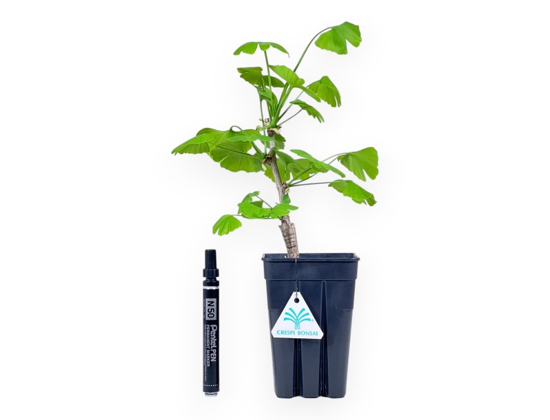 Planta para trabajar de Ginkgo biloba de 34 cm | Maceta de plástico