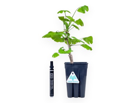 Plante à travailler de Ginkgo biloba de 34 cm | Pot en plastique