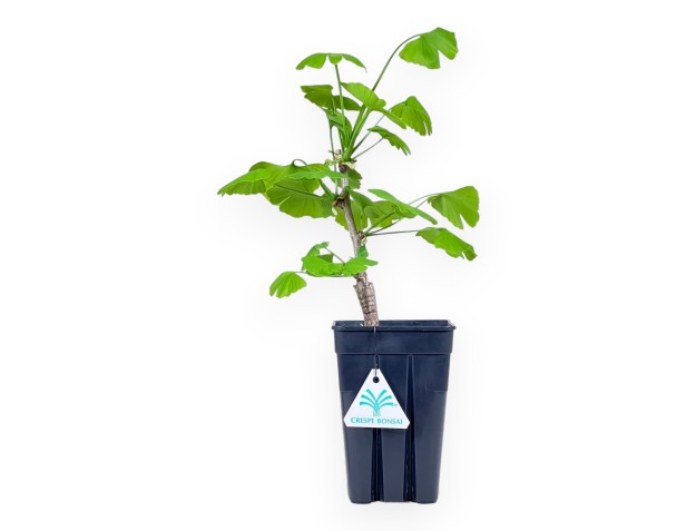 Pianta da lavorare di Ginkgo biloba, 34 cm| Vaso in plastica