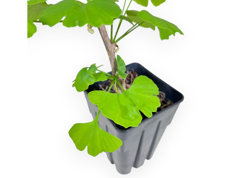 Werkplant van Ginkgo biloba 34 cm | Plastic pot